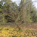 Geografisches Arboretum Rombergpark am 17,102018 (79)